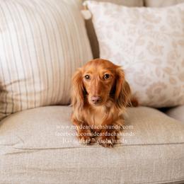 Rosie - Dachshund