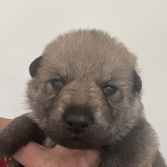 Boy 3 - Czechoslovakian Vlcak puppy in Florida from DireWolf Pack