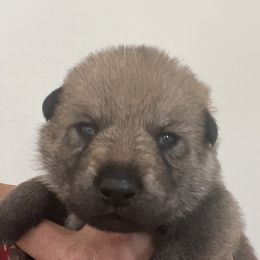 Boy 3 - Czechoslovakian Vlcak puppy in Florida from DireWolf Pack