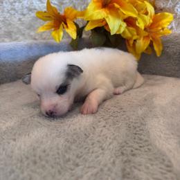 Female 4 - Black and white female Pomsky puppy in Bucyrus, Missouri from Hill Top Pomskies