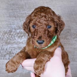Henry - Red  male Poodle puppy in Abilene, Texas from Mesquite Kennels
