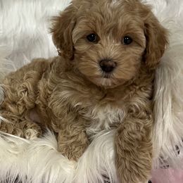 Maltipoos from Maltipoo FurBabies