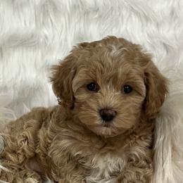 Maltipoos from Maltipoo FurBabies