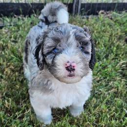 Purple - Merle female Bernedoodle puppy in Shelby, North Carolina from Forever Grateful Doodles