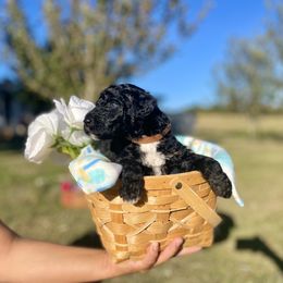 Labradoodle and Poodle Puppies from PawfectBud