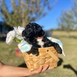 Labradoodle and Poodle Puppies from PawfectBud