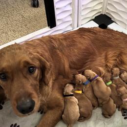 Golden Retriever puppies from Joyfully Golden