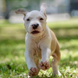 Boy 2 - Red male American Staffordshire Terrier puppy in St. Augustine, Florida from LBK & Ancient City