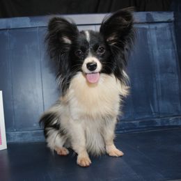 Gia - Papillon