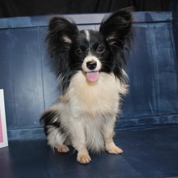 Gia - Papillon