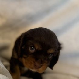 Stitch - Chocolate male Cavalier King Charles Spaniel puppy in Lawton, Oklahoma from Wild Wishes Cavaliers