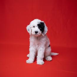 Dottie - Black and white female Sheepadoodle puppy in Los Angeles, California from Exquisite Doodles