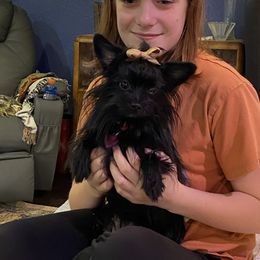 Yorkshire Terrier All Grown Up from DeRieux Yorkies