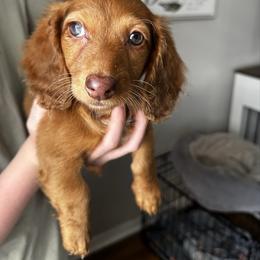 Liberty - Red female Dachshund puppy in Brandon, Florida from Knights Dachshunds
