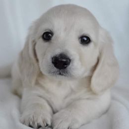 Dachshund Puppies from Dreamheart Dachshunds