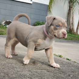 Girl 2 - American Bully puppy in Florida from Formidabull Kennels