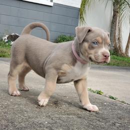 Girl 2 - American Bully puppy in Florida from Formidabull Kennels