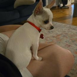 Ramone - Chihuahua