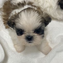 Shih Tzu Puppies from Willow Lane Shih Tzus