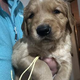 Miss Yellow - Dark golden female Golden Retriever puppy in Stratton, Colorado from Anam Cara Retrievers