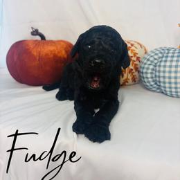 Fudge - Black male Goldendoodle puppy in Cedartown, Georgia from Loyal Doodles