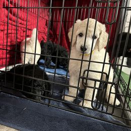 Poodle Puppies from Tyler Family Poodles