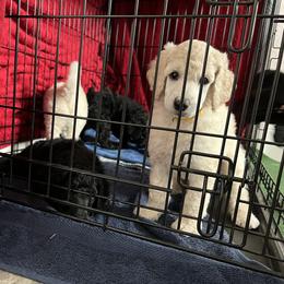 Poodle Puppies from Tyler Family Poodles