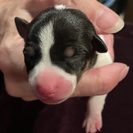 Rat Terrier Puppies from Jaynie Cavin