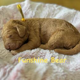 Funshine Bear- Yellow Collar - Red  male Goldendoodle puppy in Bay City, Texas from Charming Doods Goldendoodles
