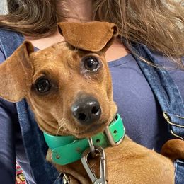 Leeta - Miniature Pinscher