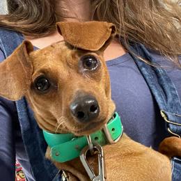 Leeta - Miniature Pinscher