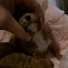 PopRox Boy Pup 1 - Red  male Poodle puppy in Greenville, Texas from RhineStone Poodles