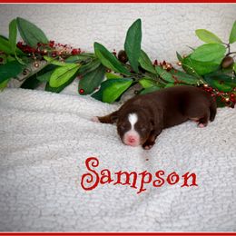 Sampson - Red tri male Miniature Australian Shepherd puppy in Madisonville, Texas from Flying LL Aussies