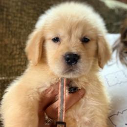 Pink Stripe Collar Girl - Golden female Golden Retriever puppy in Garrison, Montana from Mattiaci Goldens