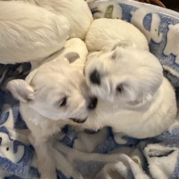 Miniature Schnauzer Puppies from Smilee Schnauzers