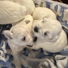 Miniature Schnauzer Puppies from Smilee Schnauzers