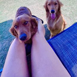 Golden Retriever and Miniature Australian Shepherd All Grown Up from Raised Right Pups