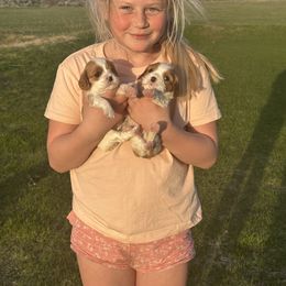 Cavalier King Charles Spaniel and Cavapoo Puppies from Sunny Hill Puppies