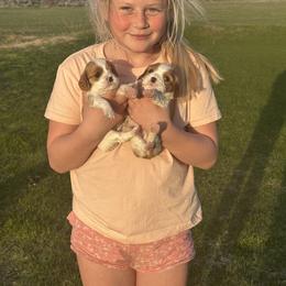 Cavalier King Charles Spaniel and Cavapoo Puppies from Sunny Hill Puppies