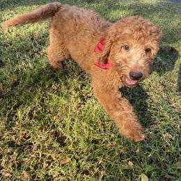 Goldendoodle Puppies from Dhalia’s Doodles