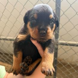 Lainey - Black and tan female Rottweiler puppy in Mcminnville, Oregon from JHB Rottweilers