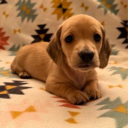 Helios - Cream male Dachshund puppy in Fredonia, Arizona from Kaibab Dachshunds