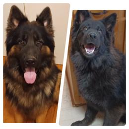 Blu - German Shepherd