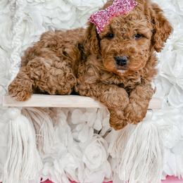 Shmi - Red female Bernedoodle puppy in Otisville, Michigan from Danie’s Darling Doodles LLC