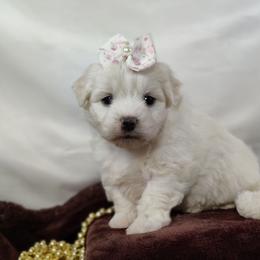 Apple-OFA parents - White female Coton de Tulear puppy in Westfield, North Carolina from Legacy Pets