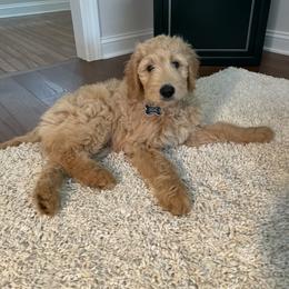 Goldendoodle Puppies from Old Line Doodles
