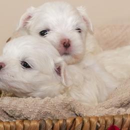 Maltese from Royal Korean Maltese