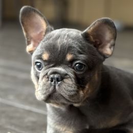 French Bulldog Puppies from Clay Acres Frenchies