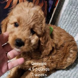 Green collar, Georgie - Apricot female Goldendoodle puppy in Fairmount, Indiana from Capens' Doodles,Poodles and Poo's