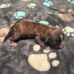 Cousin Itt - Red and tan male Shih Tzu puppy in Tampa, Florida from Shih Tzus of Kingshyre